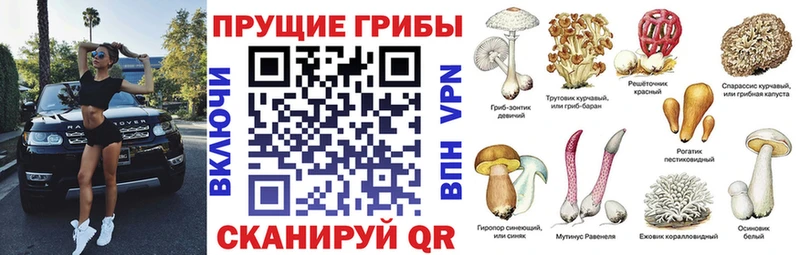 Псилоцибиновые грибы GOLDEN TEACHER  Тогучин 
